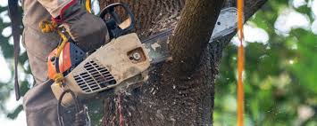 Reliable Wyldwood, TX Tree Services Solutions