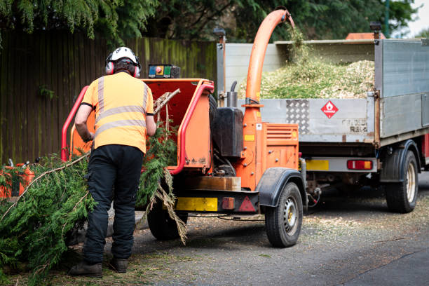 Wyldwood, TX Tree Services Company