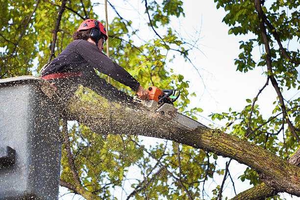 How Our Tree Care Process Works  in  Wyldwood, TX